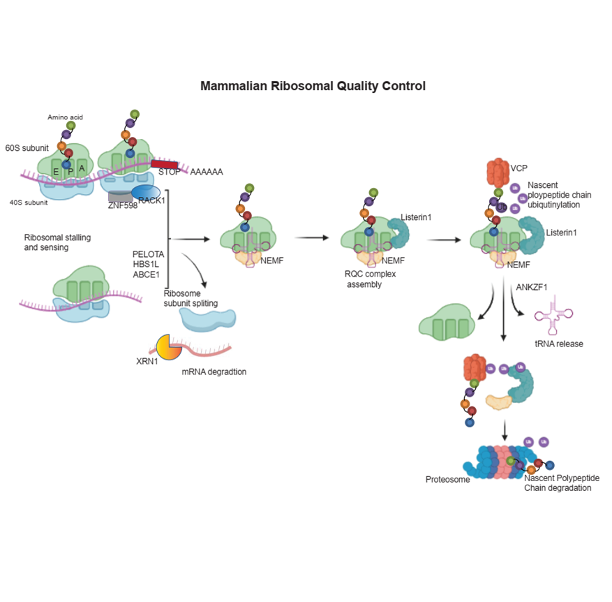 Role of Ribosomal Quality Control in Cancer Progression